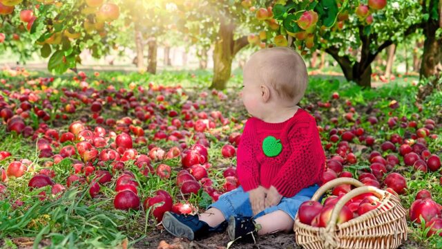 赤ちゃんがリンゴ畑で遊んでいる様子